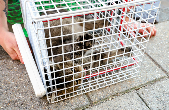 Brandweer redt kat uit benarde positie