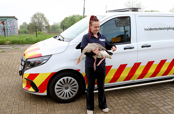 Gewonde gans langs spoor opgevangen door dierenambulance
