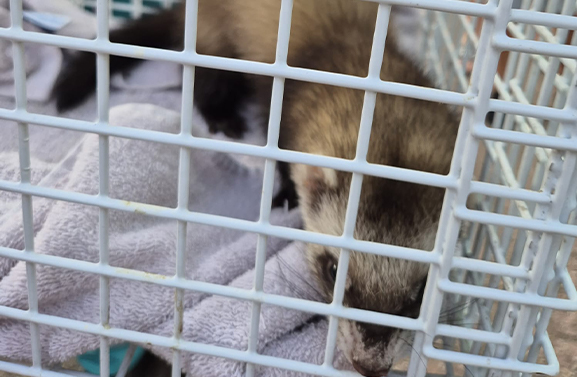 Bunzing veilig van dak gehaald in Vianen