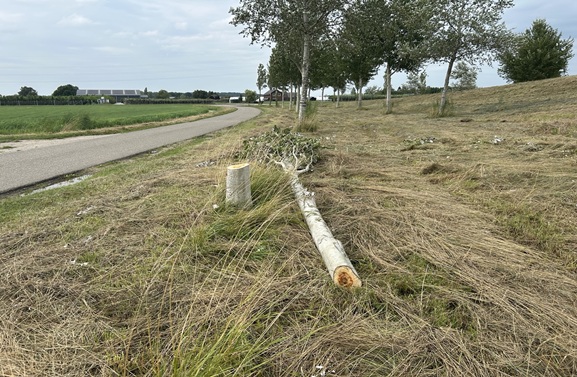 Onbekende dader vernielt boom in Kesteren