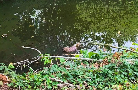 Gespot: jonge bever in de sloot aan de Meerkade