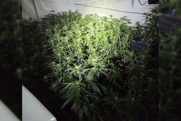 Hennepkwekerij met 180 planten ontdekt in Jan Blankenbrug bij Vianen