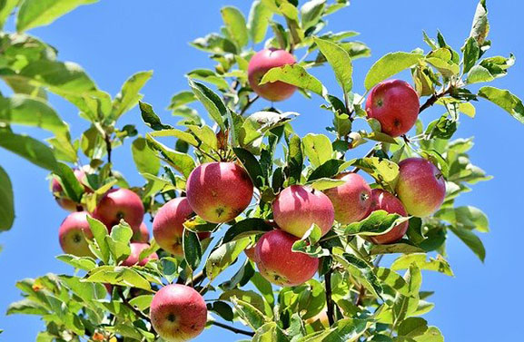 Een gratis fruitboom voor Tielenaren met een tuin