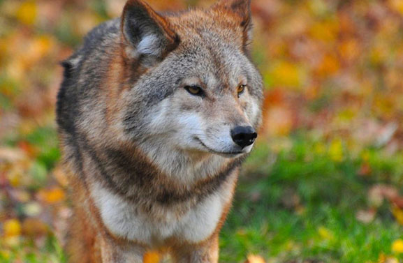 Wat als de wolf in Vijfheerenlanden komt?