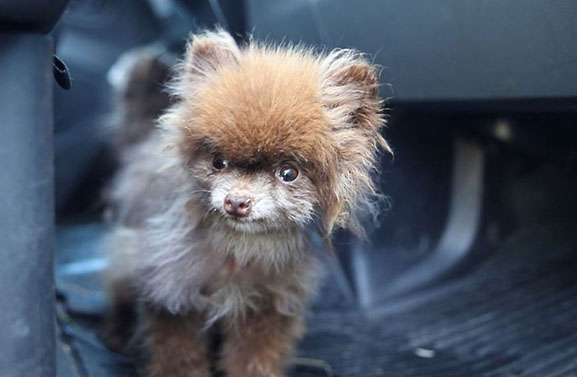 Broodfokker vrijgesproken van dumpen 24 verwaarloosde chihuahua's