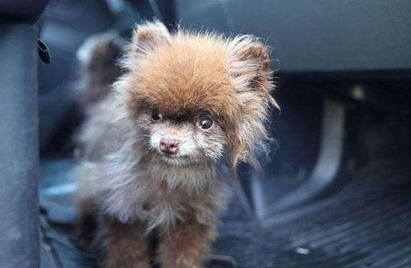 Verwaarloosde hondjes zijn van broodfokker, denkt chihuahuavereniging