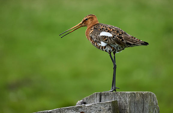 Stengere handhaving naleving weidevogelregels uitgesteld