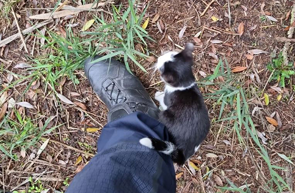 Kitten gedumpt nabij Zouweboezem in Lexmond