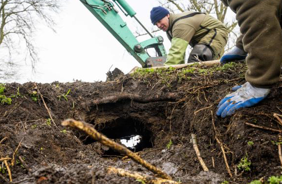 Waterschappen worstelen met de bever: schade groter dan ooit