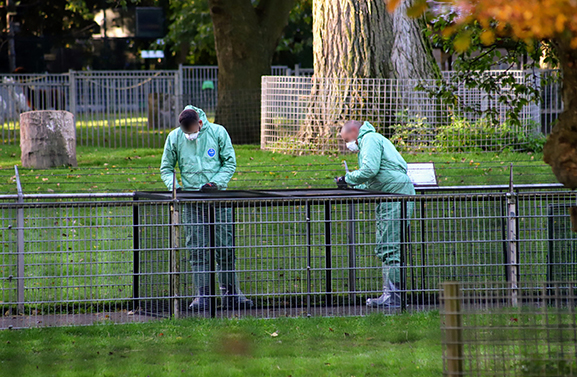Ruiming gevogelte bij Hertenkamp in Tiel in verband met vogelgriep
