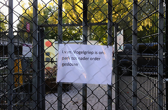Ruiming gevogelte bij Hertenkamp in Tiel in verband met vogelgriep