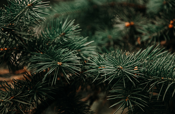 7 januari kerstboominzameling gemeente Culemborg