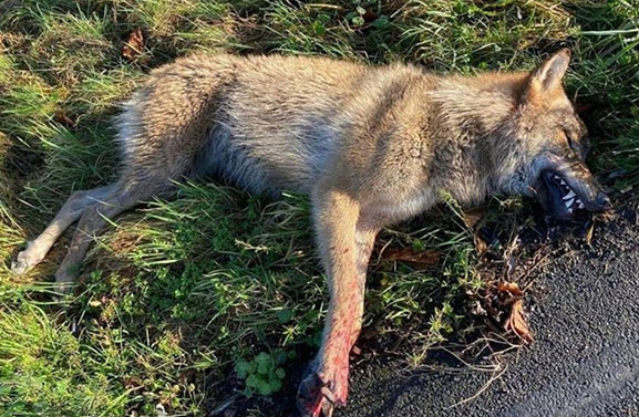 Wolf doodgereden door vrachtwagen op snelweg A2 bij Beesd