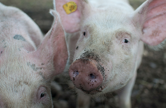 Partij voor de Dieren stelt kamervragen aan minister van Natuur en Stikstof