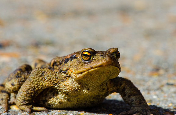 Paddentrek van start, natuurorganisaties helpen
