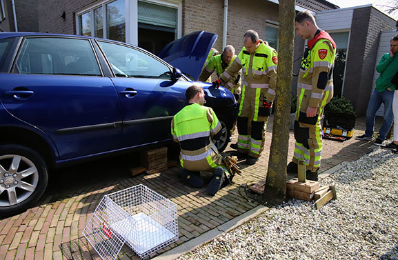 Kat met staart vast tussen distributieriem van auto in Tiel