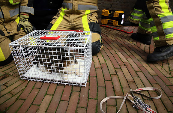 Kat met staart vast tussen distributieriem van auto in Tiel