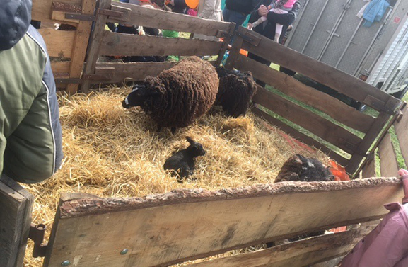 Partij voor de Dieren uit ongenoegen over mobiele kinderboerderij