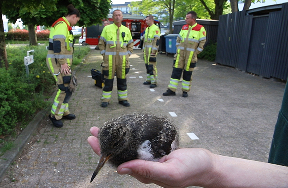 Brandweer Tiel redt jonge scholekster uit benarde situatie