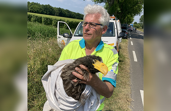 In België ontsnapte zeearend gevangen in Schoonrewoerd
