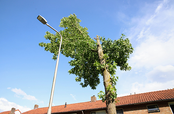 Stormschade in Geldermalsen, grote tak valt op auto