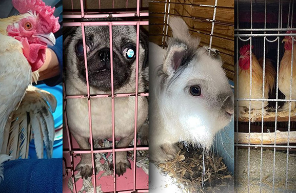 Inspectie haalt 66 dieren weg bij inwoner van Tiel