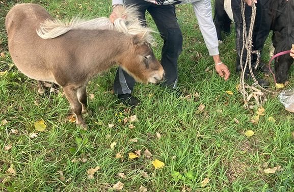 Pony's maken wandeling op A2 bij Waardenburg
