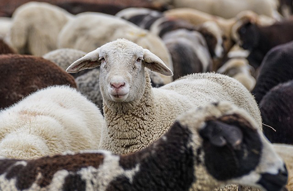 Opnieuw besmettingen met schapenziekte in Neder-Betuwe