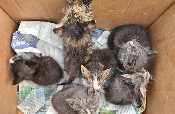 Gedumpte kittens aangesterkt dankzij Ingrid: 'Waren zes hoopjes ellende'