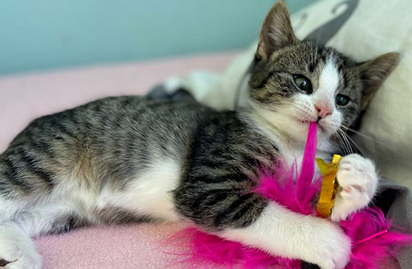 Gedumpte kittens aangesterkt dankzij Ingrid: 'Waren zes hoopjes ellende'