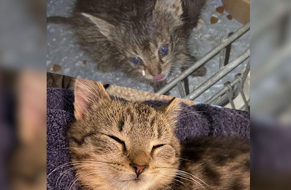 Gedumpte kittens aangesterkt dankzij Ingrid: 'Waren zes hoopjes ellende'