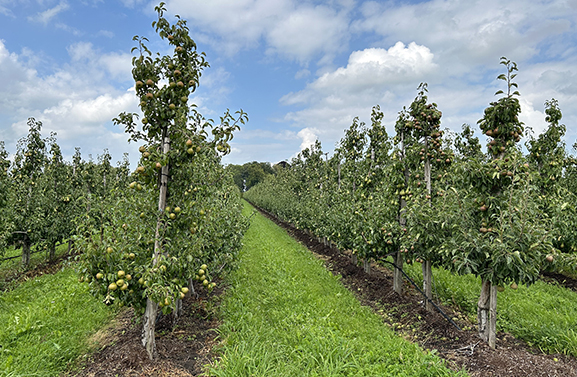 Helft van de fruittelers stopt binnen tien jaar in dé fruitgemeente
