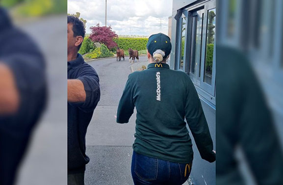 Twee pony's met lekkere trek wilden worteltjes bestellen bij McDonalds