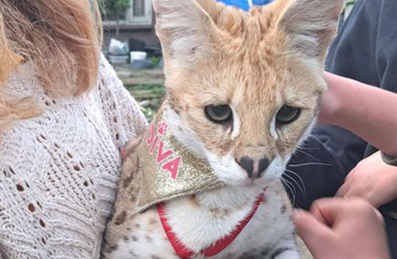 Ontsnapte serval weer gevonden met behulp van speurhond en drone in Lexmond