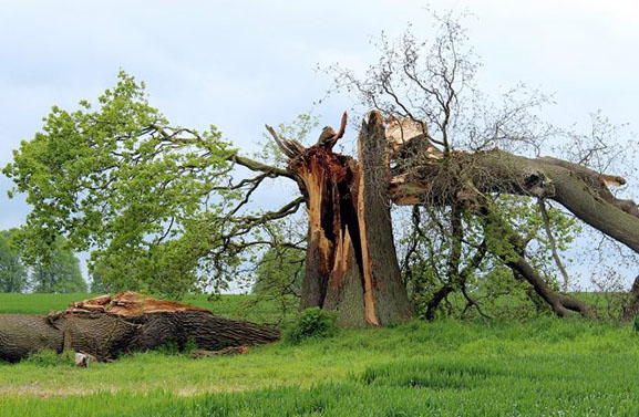 Avri en gemeente Buren nog steeds druk met opruimen stormschade