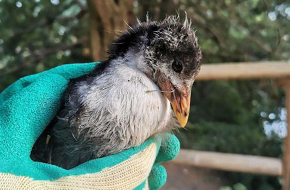 Weer haalt de dierenambulance een verstrikte vogel op: 'Dat is gewoon sneu'