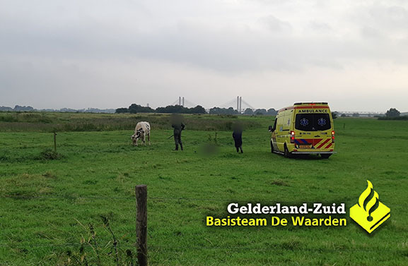 Man zwaar gewond door aanval stier in Neerijnen