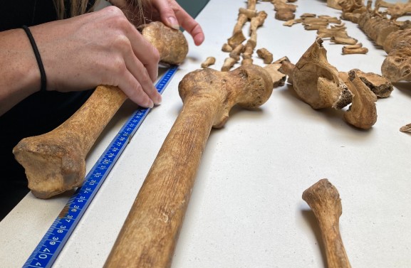 April onderzoekt de 81 skeletten van het Viaanse massagraf thuis