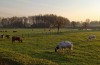 Koeien loeien om tijdsverandering van winter- naar zomertijd