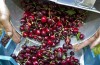 Buurmalsense kersenteler luidt noodklok: fruitvlieg bedreigt hele oogst