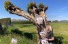 Nieuwe opzet voor Atelierroute West Betuwe