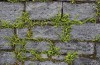 Gemeente investeert 98.000 euro in vergroenen