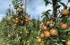 Fruit van hoge kwaliteit verwacht