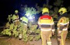 Brandweer verwijdert omgevallen boom