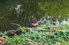 Gespot: jonge bever in de sloot aan de Meerkade
