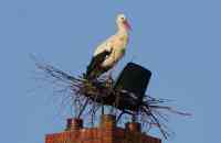 Liefde en ruzie in het nest: volg de Herwijnse ooievaars live