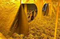 Professionele hennepkwekerij in Opheusden ontdekt