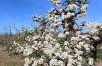 Betuwse Bloesemtocht was niet zomaar geregeld: ‘Heel veel in één keer’