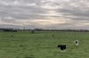 Begeleidingstraject BoerenPerspectief van start in Gelderland