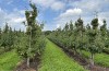 Helft van de fruittelers stopt binnen tien jaar in dé fruitgemeente